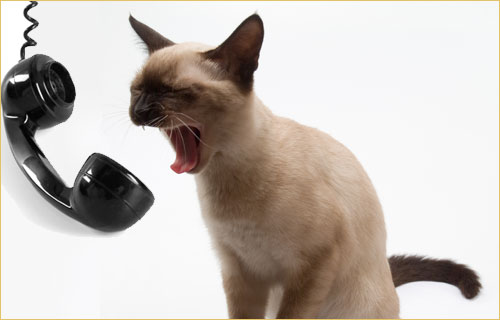 cat-phone.jpg